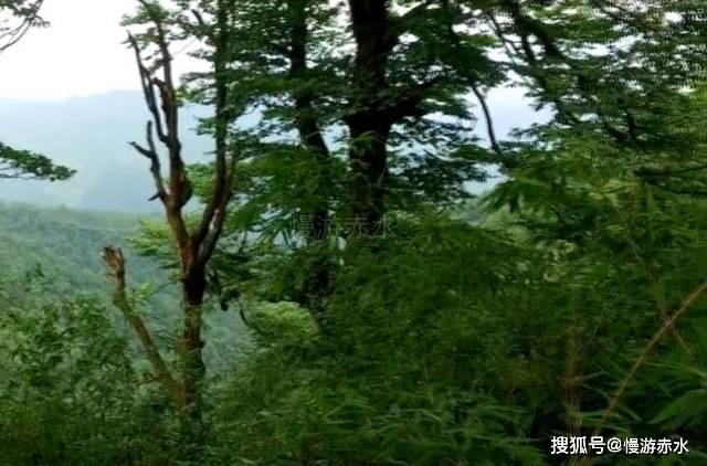 吸血鬼的谜语